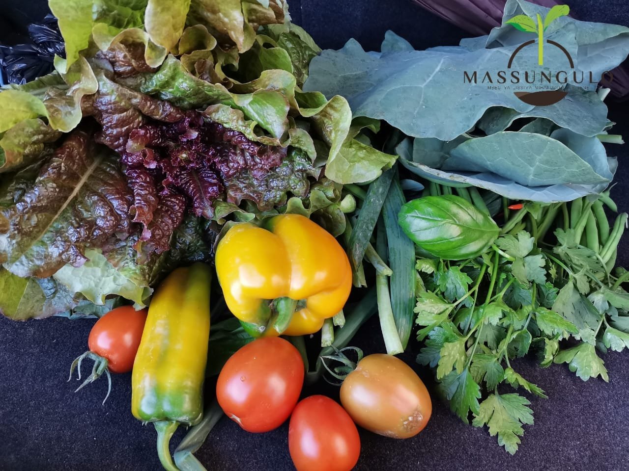 Produção de Plântulas de Hortícolas